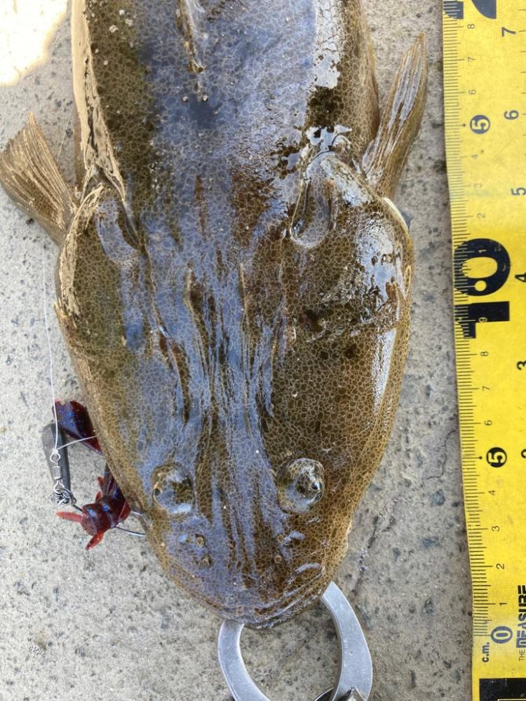 お花見フィッシング