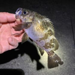 明石メバリング