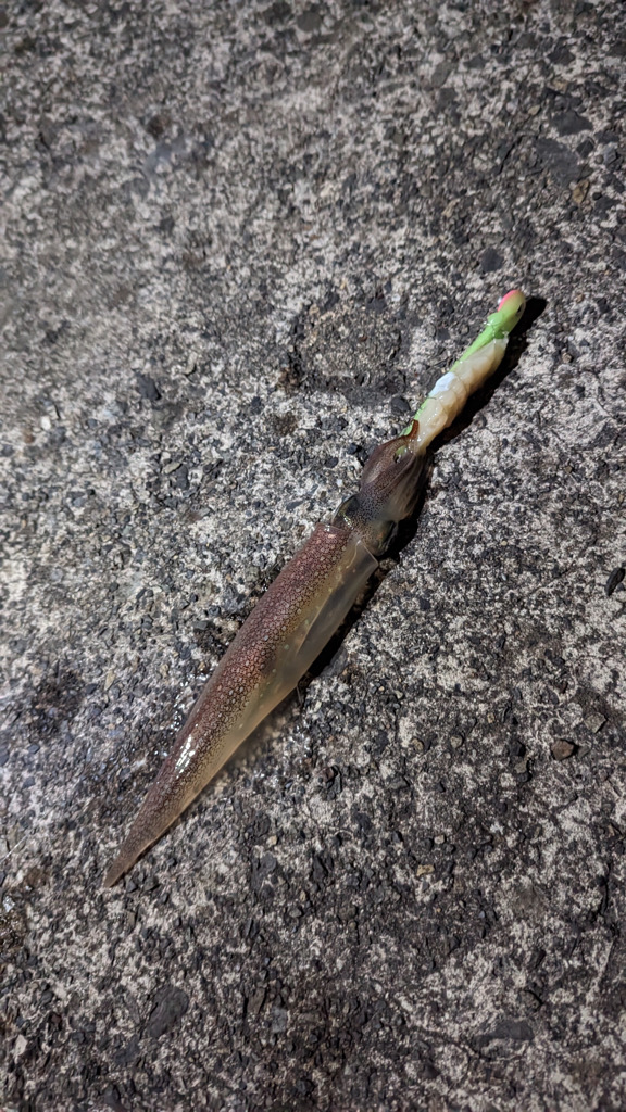 ヤリイカ　テーラー＆エギング