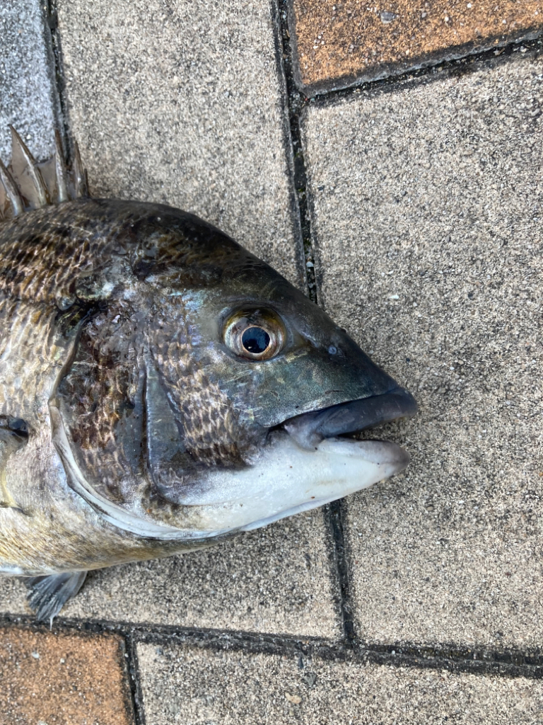 春の陽気でエビ撒き