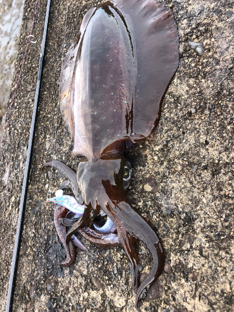 【田辺エリア】平日エギング(3月クリア)