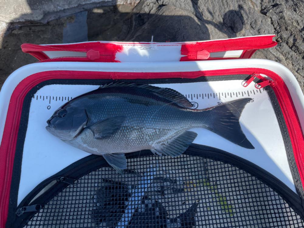 東伊豆　地磯　メジナ釣り