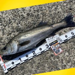 スパッと消えるウキ