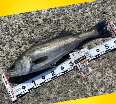 スパッと消えるウキ