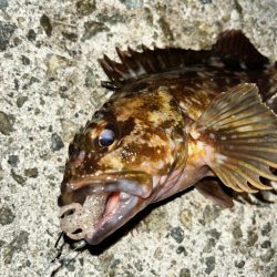 ロックフィッシュ