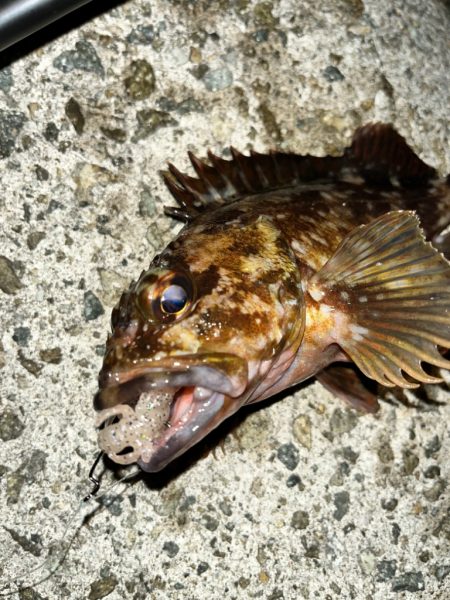 ロックフィッシュ