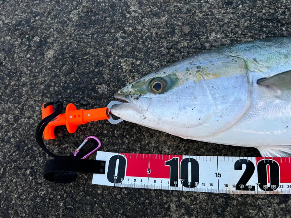 久しぶりにいつもの堤防で