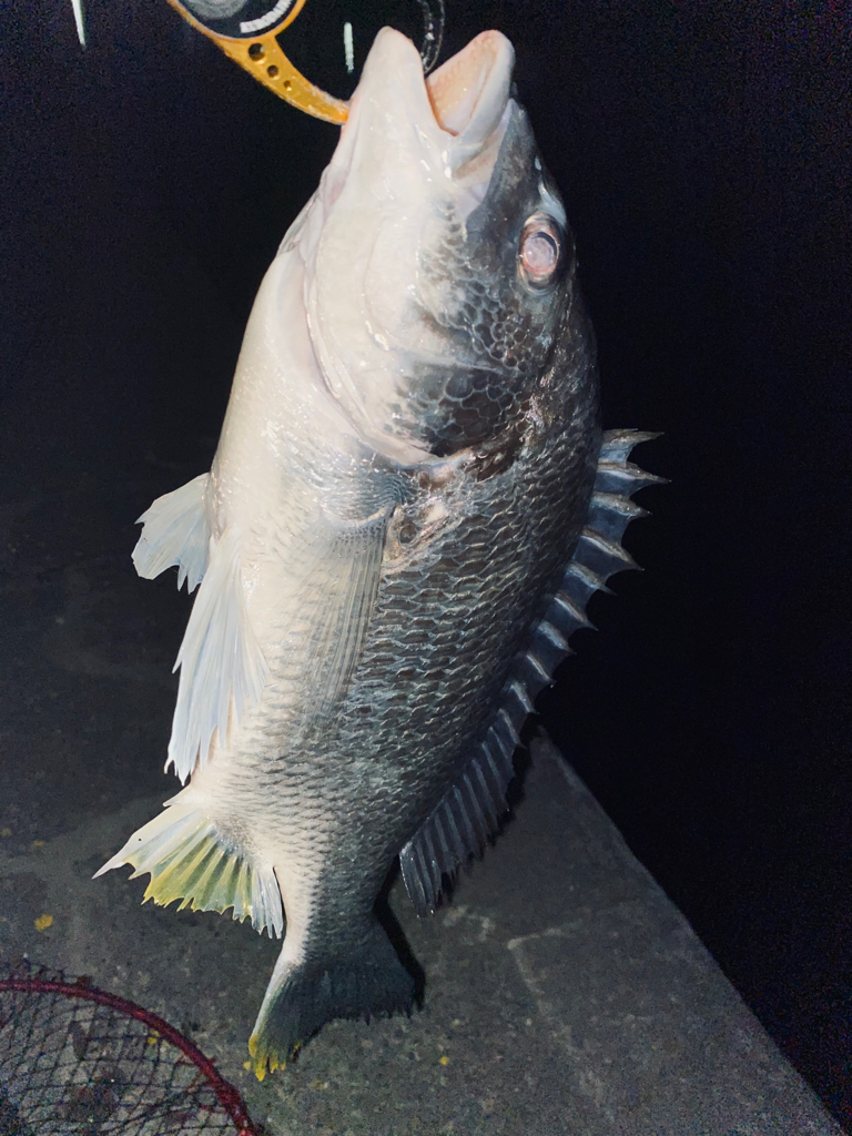 ヘチってきました