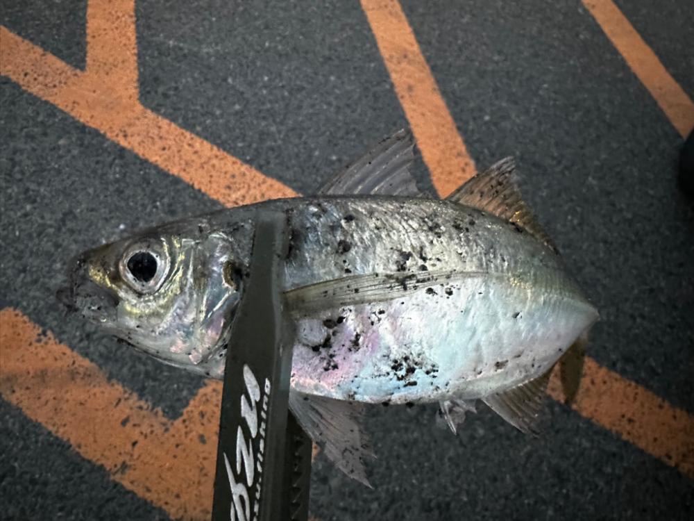 仕事帰りにアジングへ