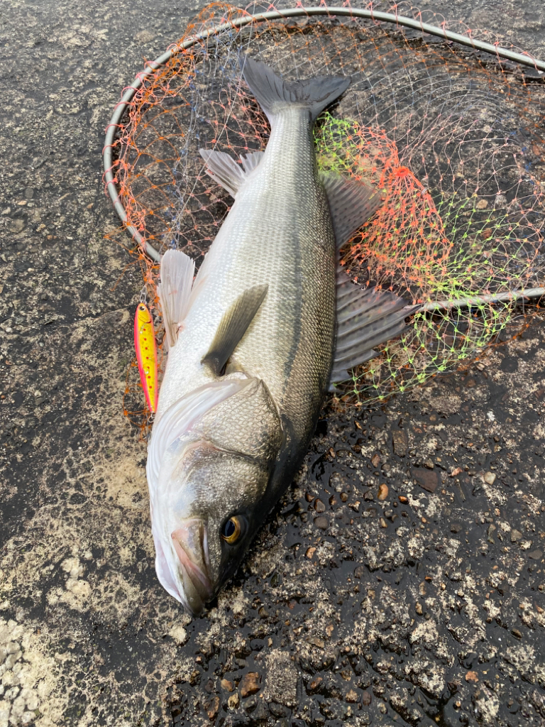 シーバス&サゴシ