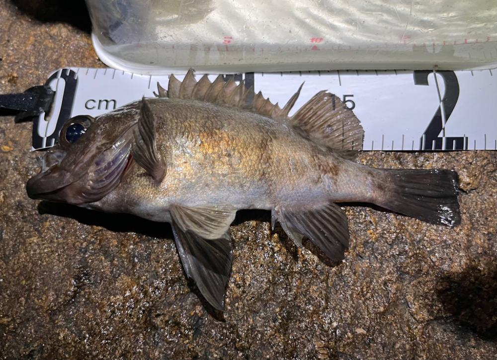 春メバル開幕か？