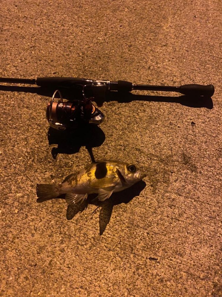 極?寒期メバリング⑦