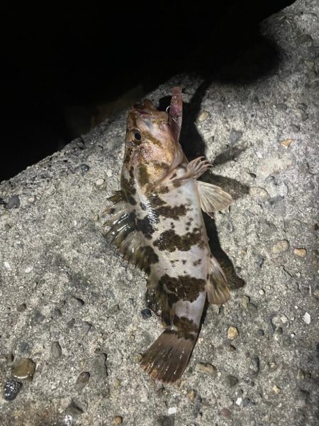 爆風プラッキング