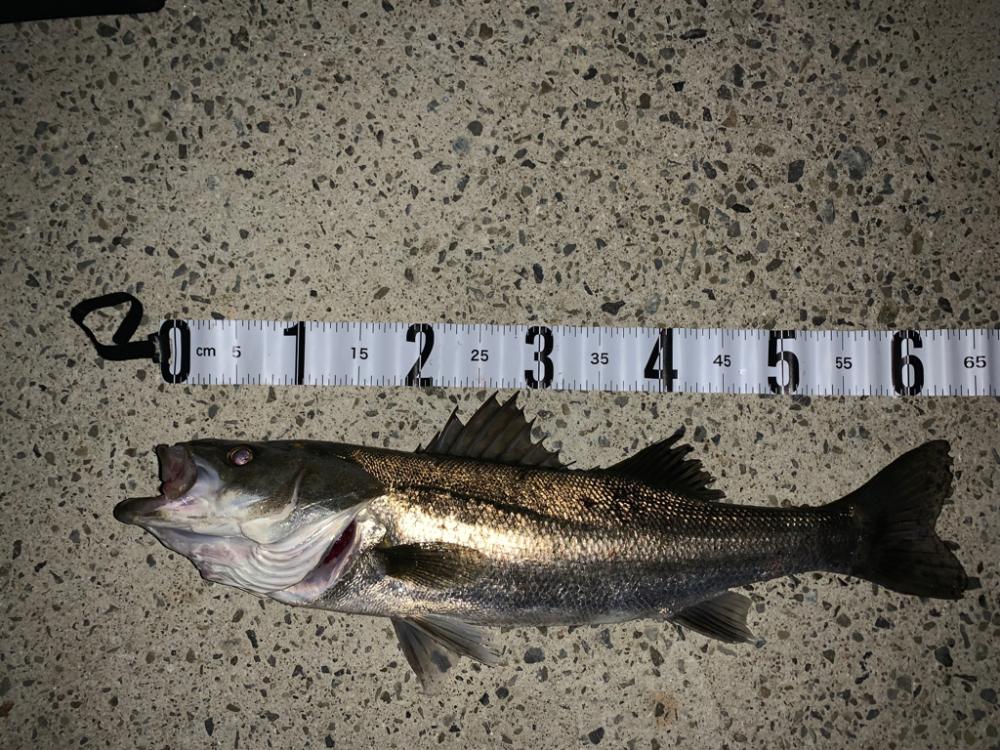 雨前のシーバスゲーム