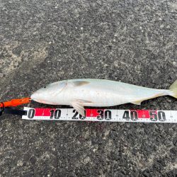 青物、狂気乱舞！