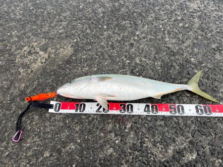 青物、狂気乱舞！