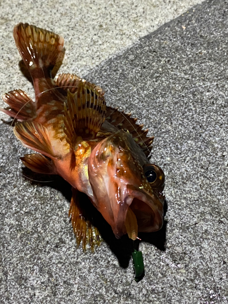 今シーズン初ショアジギ