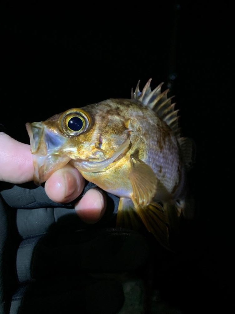 ヒラメ、シーバス狙い