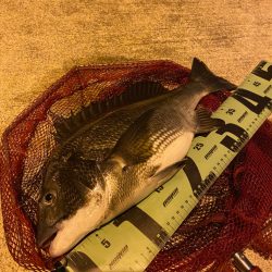 ヘチってきました