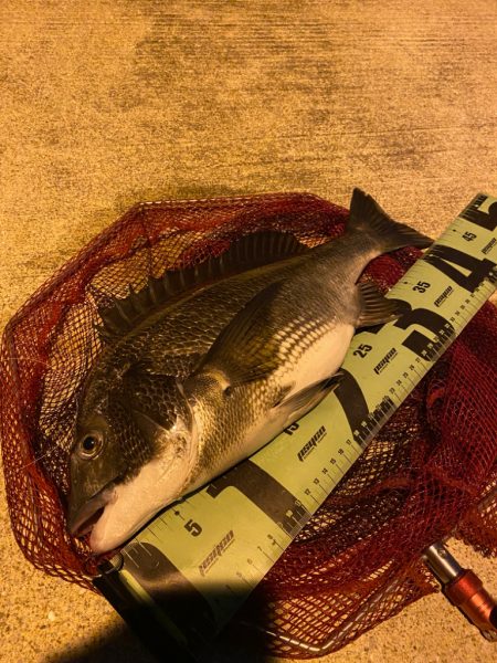 ヘチってきました