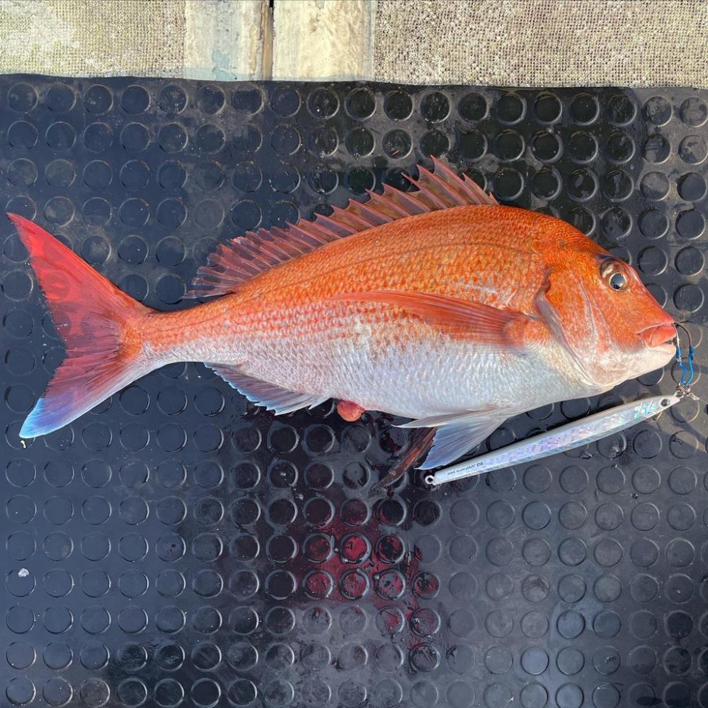 プレのっこみ真鯛な鯛ジギング♬