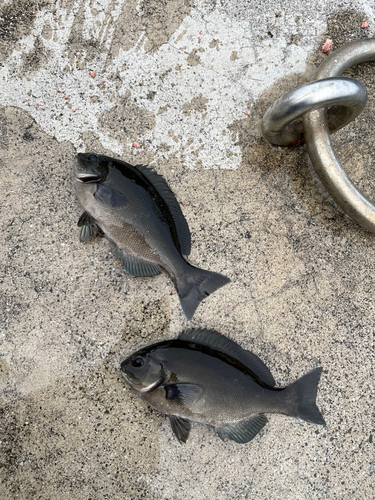 のんびり堤防でフカセ