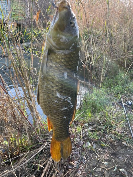 コイをいただきます