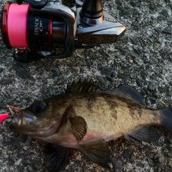 ヒラリンでメバリングゲームにゃ！