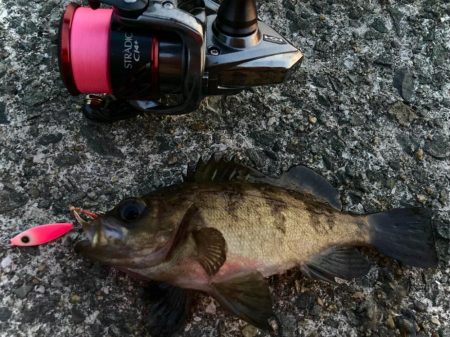 ヒラリンでメバリングゲームにゃ！