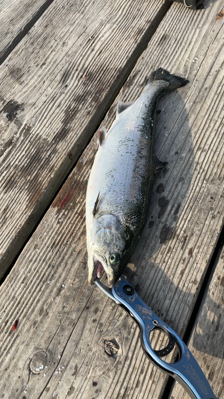 久々の釣堀水宝