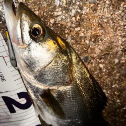 ハクについたシーバス