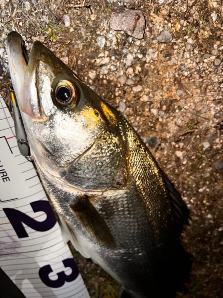 ハクについたシーバス