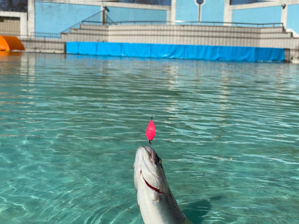 3.1gのティアロで1投1匹　