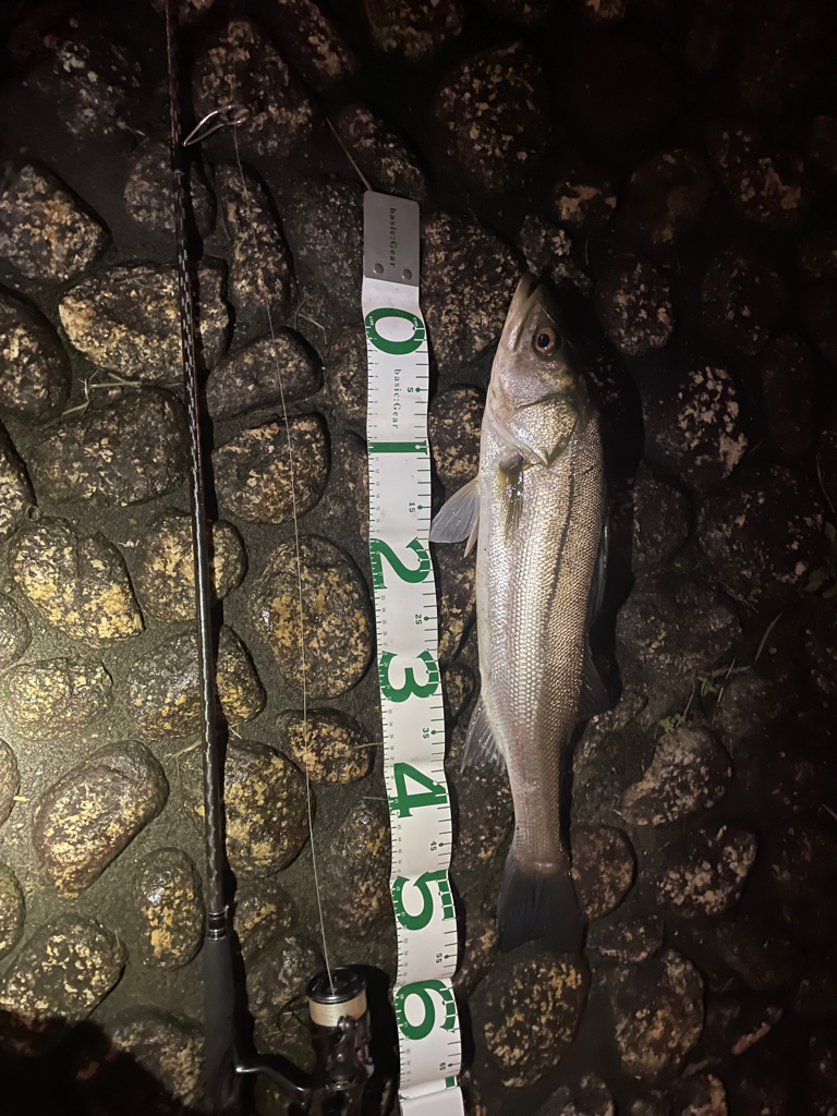 新河岸川シーバス