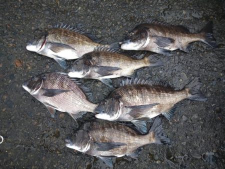 宿毛湾へマッスルチヌ釣行