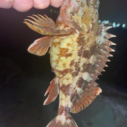 久しぶりにライトゲーム