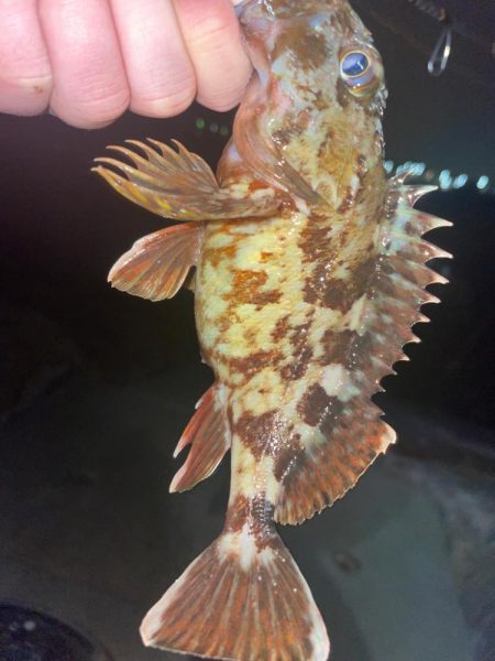 久しぶりにライトゲーム