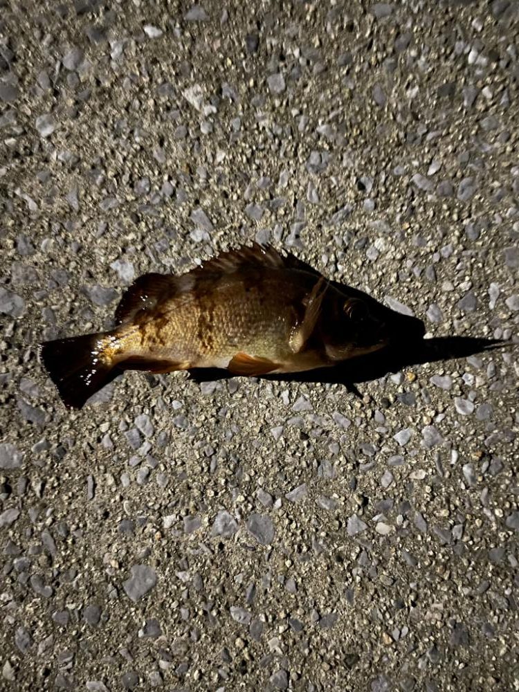 久しぶりのアジング