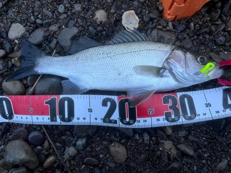 シーバスを探して三千里 Vol.3