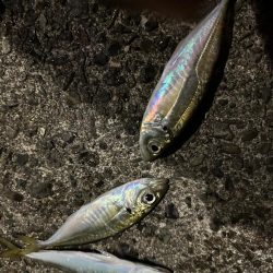 今日もまずまず