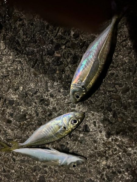 今日もまずまず