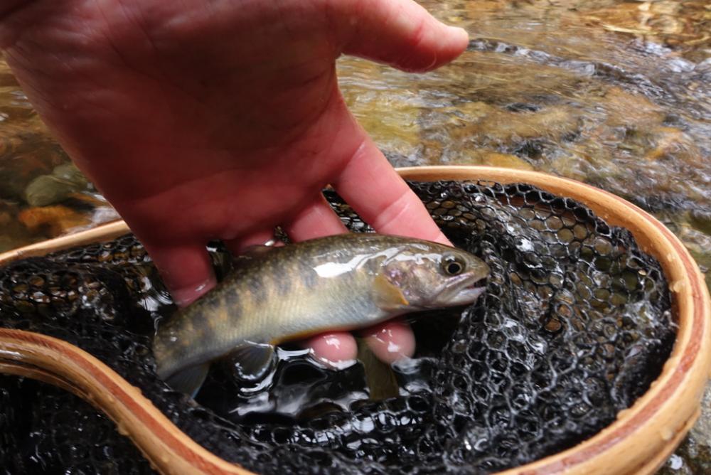 今期待望の1匹です