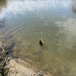 コイに遊んでもらいました