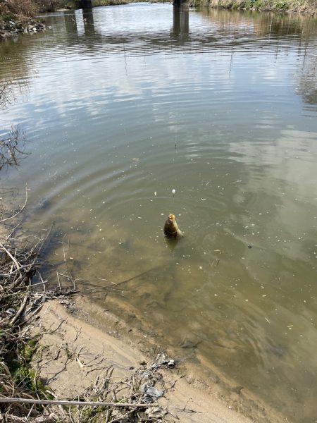 コイに遊んでもらいました