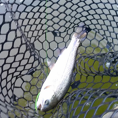 春のエリアトラウト庄原