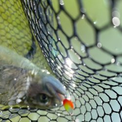 放流日だよ全員集合。かめプー釣れ釣れ