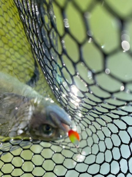 放流日だよ全員集合。かめプー釣れ釣れ