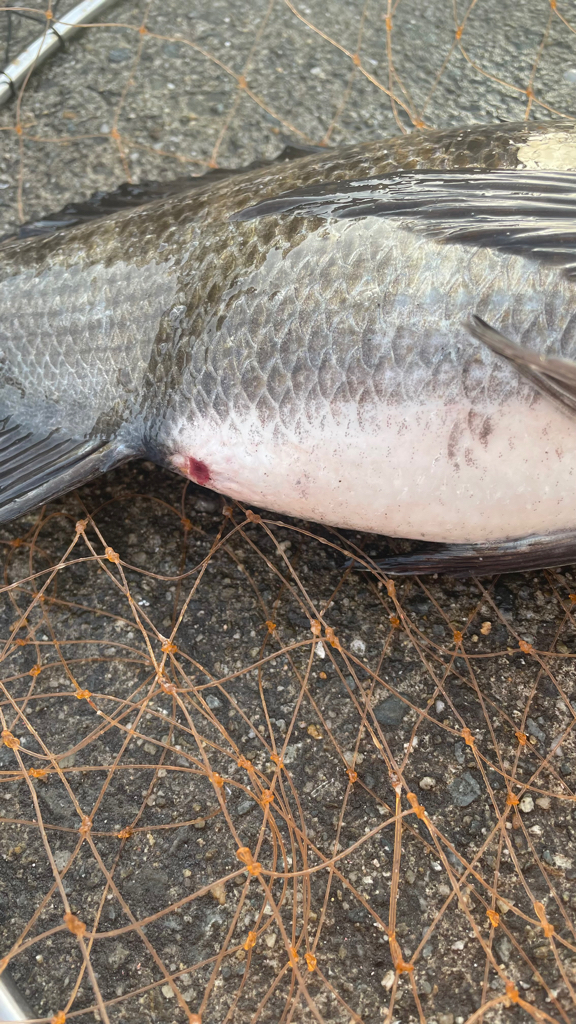 乗っ込み  確認できる