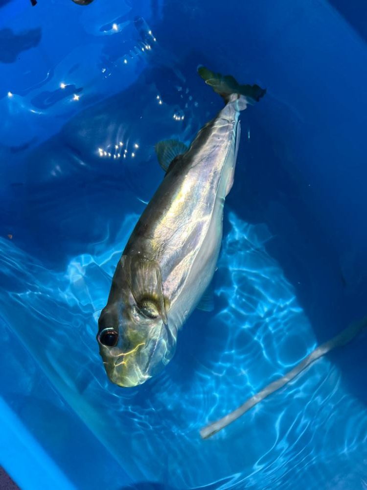 小潮、トラフグ