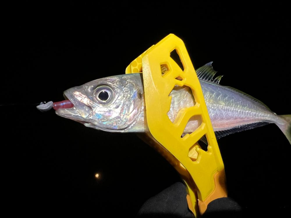 鯵を探して三千里 Vol.33